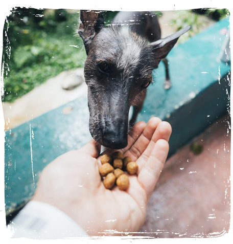 Dog Food