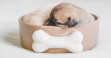 Dog Food